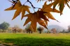 Mega Chinar Plantation Drive in Srinagar