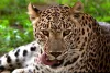 Three People Attacked By Leopard, injured