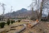 Felling of 500-Year-Old Chinars in Anantnag Sparks Outrage