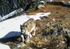 Kishtwar Emerges as Key Habitat for Snow Leopards in India: Survey