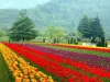 Srinagar’s Tulip Garden enters World Book of Records as Asia’s Largest