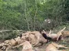 Leopard Mauls Over A Dozen Sheep in Anantnag