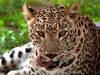 Three People Attacked By Leopard, injured