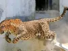 Leopard Mauls Minor Girl To Death in Handwara