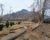 Felling of 500-Year-Old Chinars in Anantnag Sparks Outrage