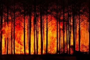 Huge Fire Engulfs Forest Area in Bandipora, Rescue Operation Underway