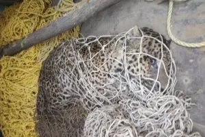 Shoot-at-Sight Order Issued for ‘Man-Eater’ Leopard in Central Kashmir
