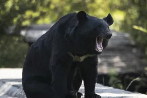 Two Attacked by Bear in Budgam, Injured