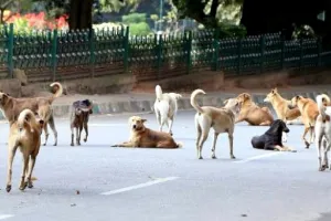 12 Injured In Stray Dogs Attack in J&K