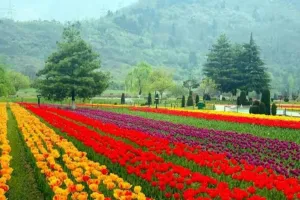 Srinagar’s Tulip Garden enters World Book of Records as Asia’s Largest