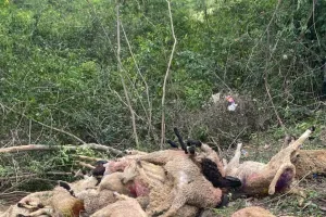Leopard Mauls Over A Dozen Sheep in Anantnag