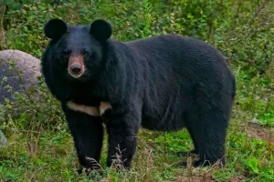 Man Attacked By Bear In Sopore, Injured