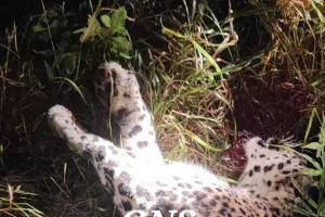 Man-Eater Leopard Killed In South Kashmir Village