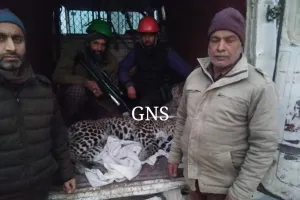 Wildlife Department Captures Leopard in North Kashmir