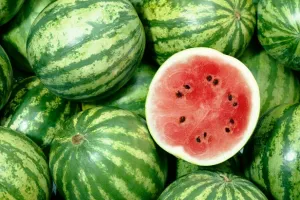 Watermelons in Kashmir Safe for Consumption, Expert Test Confirms