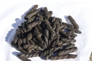 Pulwama Man Held Guilty of Possessing Over Quintal Bangh Leaves and 1.2 Kgs Charas