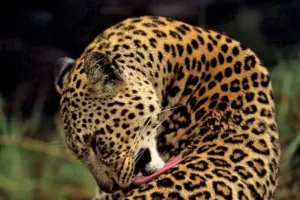 Leopard Injures Five in J&K, Captured After Intense Hunt