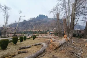 Felling of 500-Year-Old Chinars in Anantnag Sparks Outrage